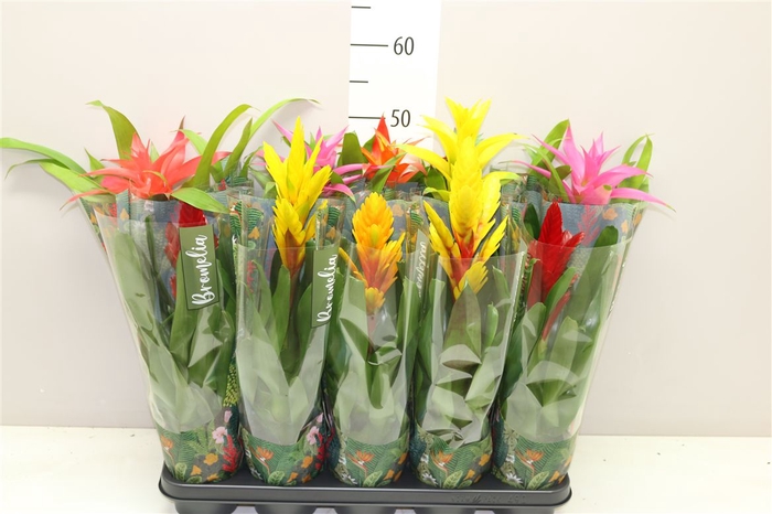 <h4>Bromelia Gemengd</h4>