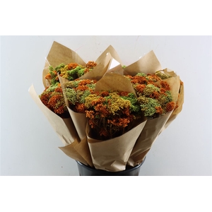Dried Bqt Riceflower Mix Pastel Bunch