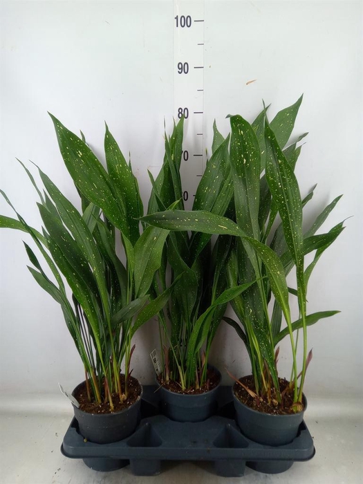<h4>Aspidistra elat.</h4>