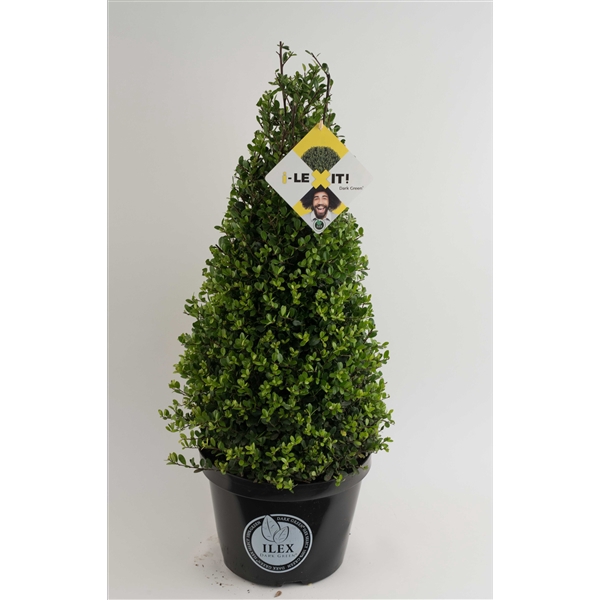 Ilex crenata 'Dark Green' cone 60-70cm