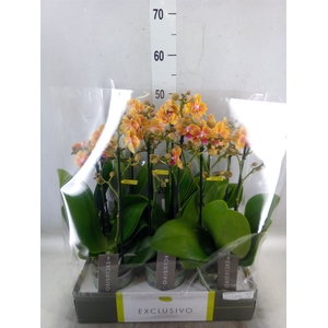 Phalaenopsis multi.   ...yellow