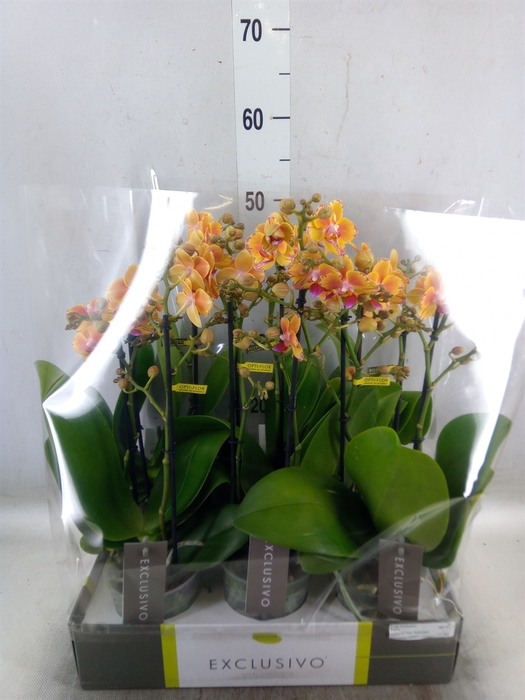 <h4>Phalaenopsis multi.   ...yellow</h4>