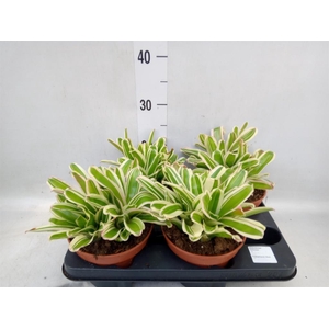 Nidularium  'Fire Ball Striped'