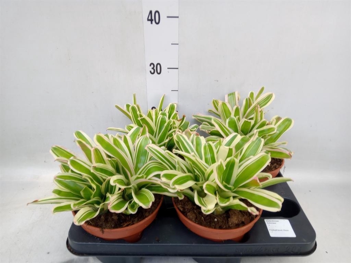 <h4>Nidularium  'Fire Ball Striped'</h4>