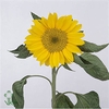 HELI  SUNRICH GOLD