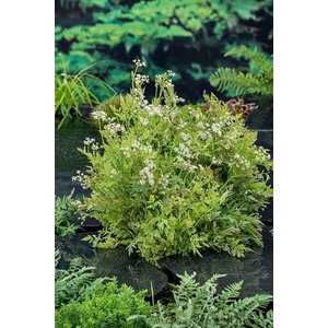 Oenanthe fist. 'Flam.' (18x18)