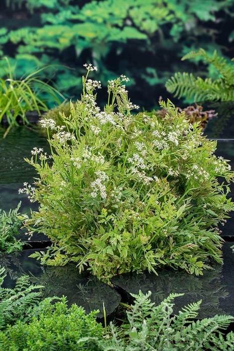 Oenanthe fist. 'Flam.' (18x18)