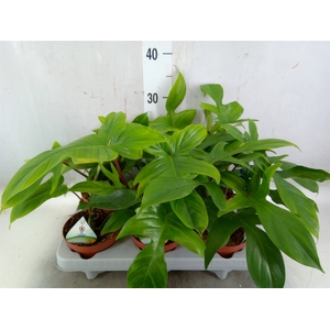 Philodendron   ...