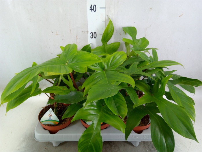 <h4>Philodendron   ...</h4>