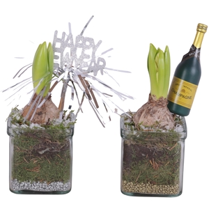 New Year Arr. Hyacint Glass Accuglas Square Ø08cm 1PP