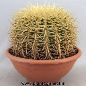 ECHINOC GRUSONII