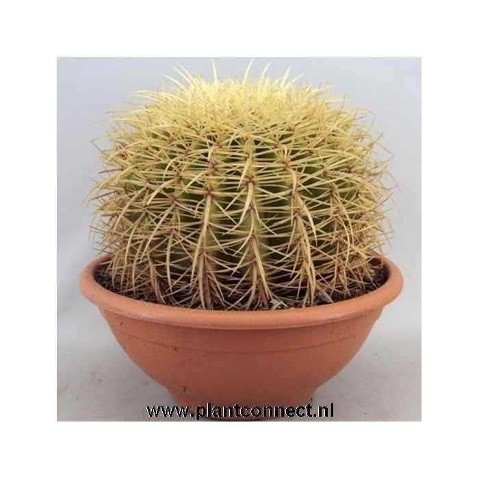 <h4>ECHINOC GRUSONII</h4>