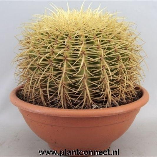 <h4>ECHINOC GRUSONII</h4>