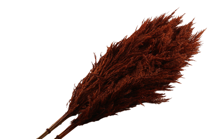 <h4>Sacuara Brown</h4>