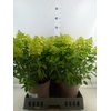 Hydrangea pan. 'Panflora'
