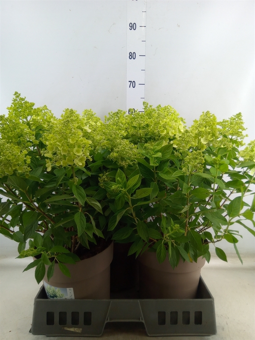 Hydrangea pan. 'Panflora'