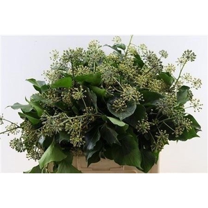 HEDERA H BLAD