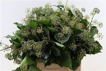 <h4>HEDERA H BLAD</h4>