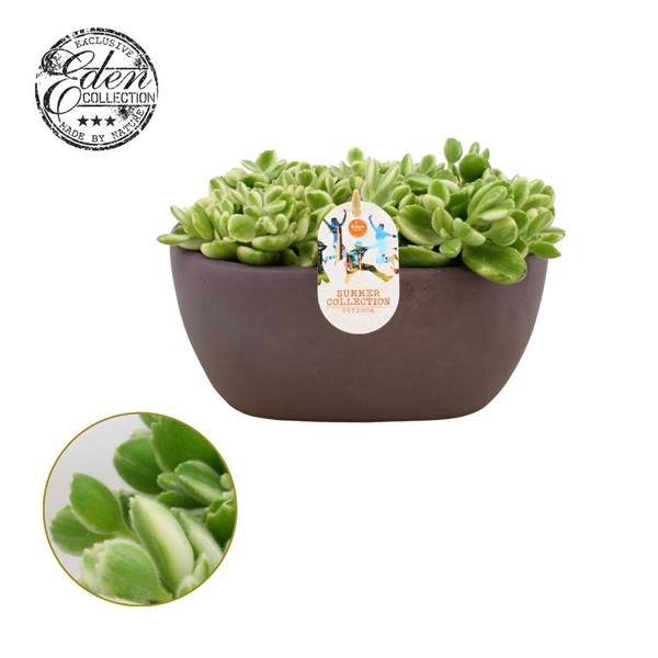 <h4>Cotyledon Ladysmit. varie 25cm Summer Collection</h4>