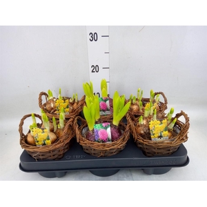 Arr.   Bol/Knolgewas L%