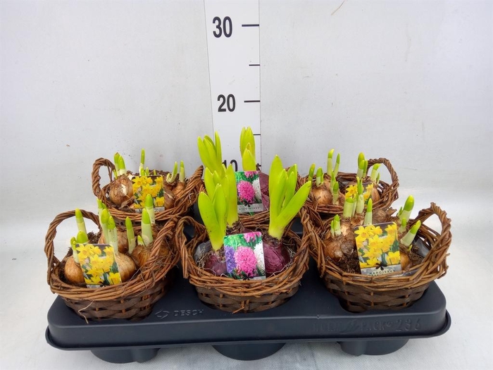 <h4>Arr.   Bol/Knolgewas L%</h4>