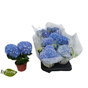 HYDR M EARLY BLUE
