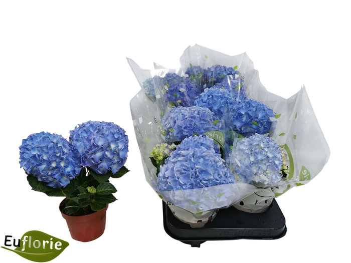 <h4>HYDR M EARLY BLUE</h4>