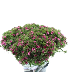 Di Barb Ball Dark Pink Super