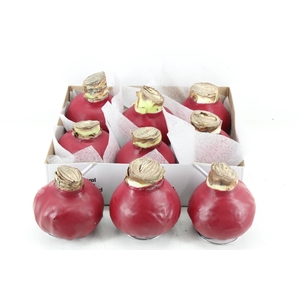 arr4 Amaryllis CM - Wax Rood