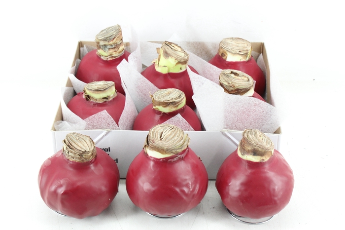 <h4>arr4 Amaryllis CM - Wax Rood</h4>