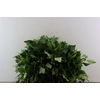 Hedera Blad P Pak