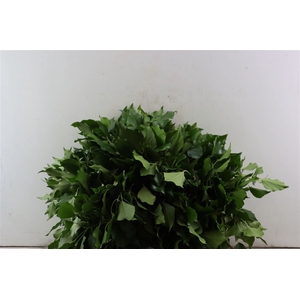 Hedera Blad P Pak