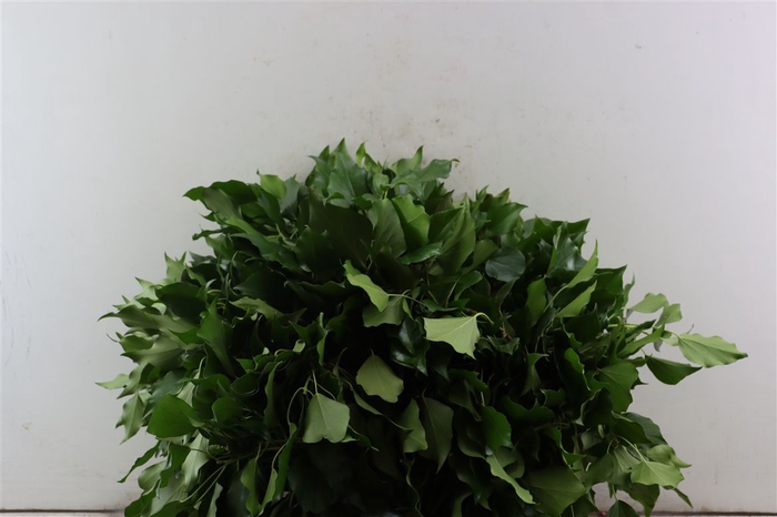 <h4>Hedera Blad P Pak</h4>