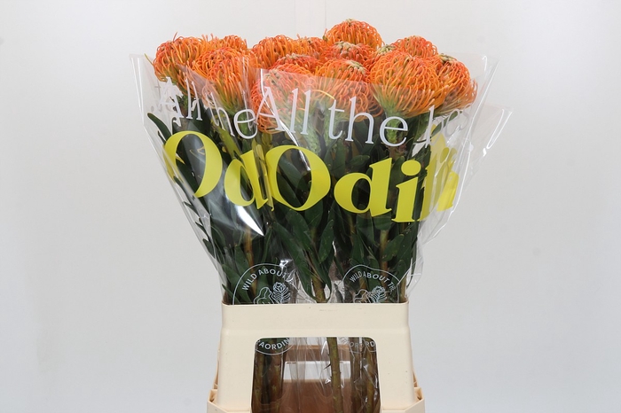 <h4>Nutans Ayoba Peach</h4>