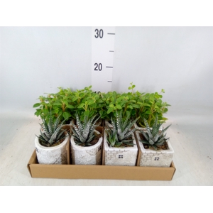 Arr.   Kamerplant Groen L%