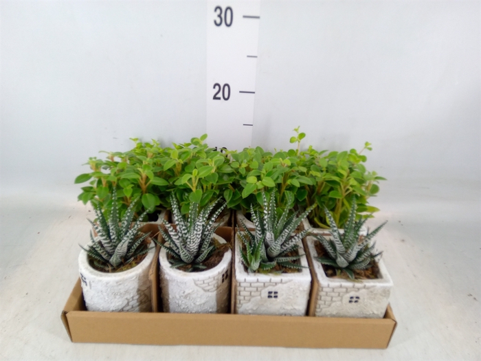 <h4>Arr.   Kamerplant Groen L%</h4>