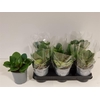 arr8 Pilea Peperomioides