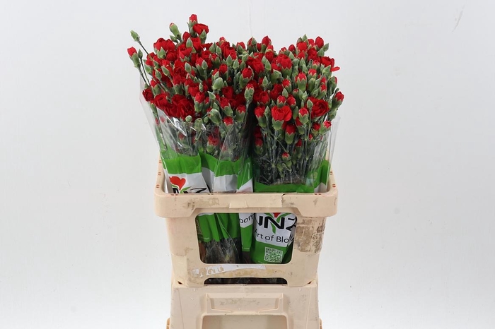 <h4>Di Tr Zumba Red X20</h4>