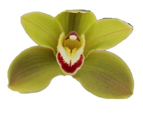 <h4>CYMB T JUNGLE TRAIL</h4>