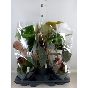 Philodendron   ...
