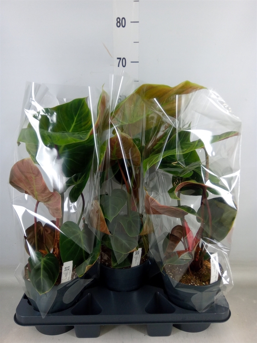 <h4>Philodendron   ...</h4>