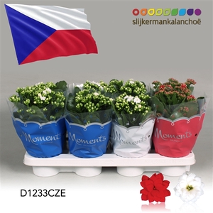 Kalanchoe Moments - Czech Republic flag
