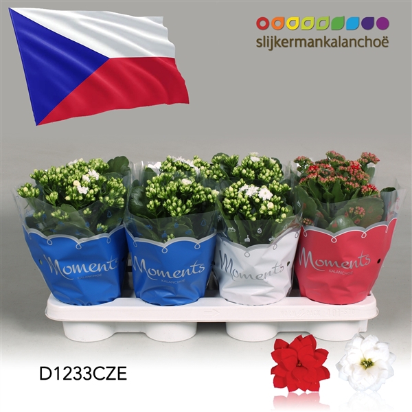 <h4>Kalanchoe Moments - Czech Republic flag</h4>
