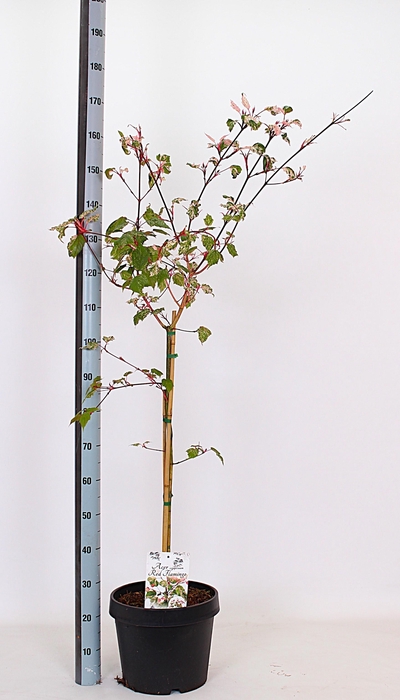 <h4>ACER ESK FLAMINGO</h4>