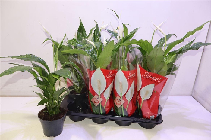 <h4>Spath Sweet Chico</h4>