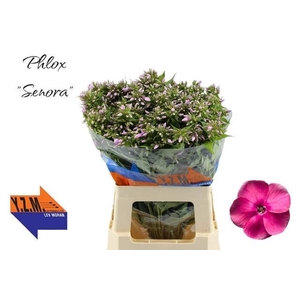 PHLOX P SENORA