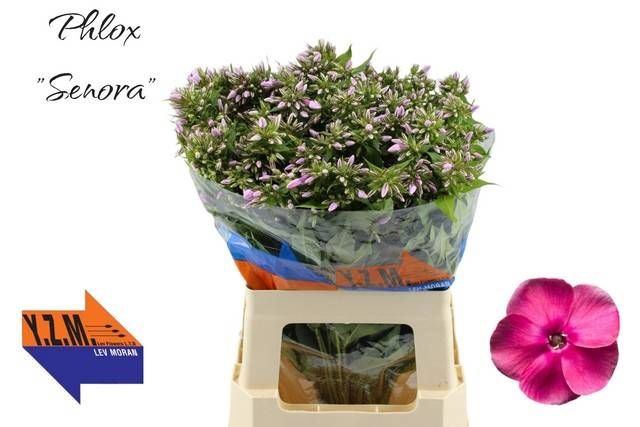 <h4>PHLOX P SENORA</h4>
