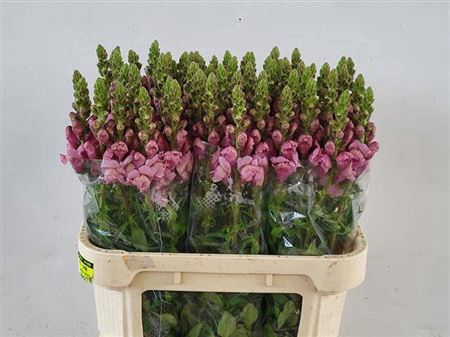 <h4>Antir Potomac Lavendel</h4>