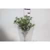 ERYNGIUM 040 CM