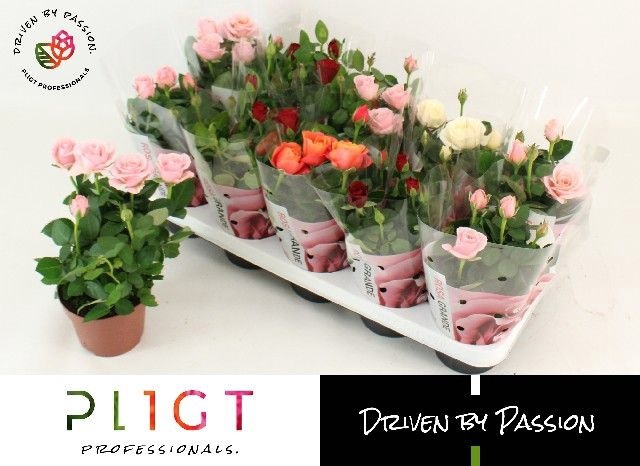 <h4>ROSA KORDANA GRANDE P12</h4>